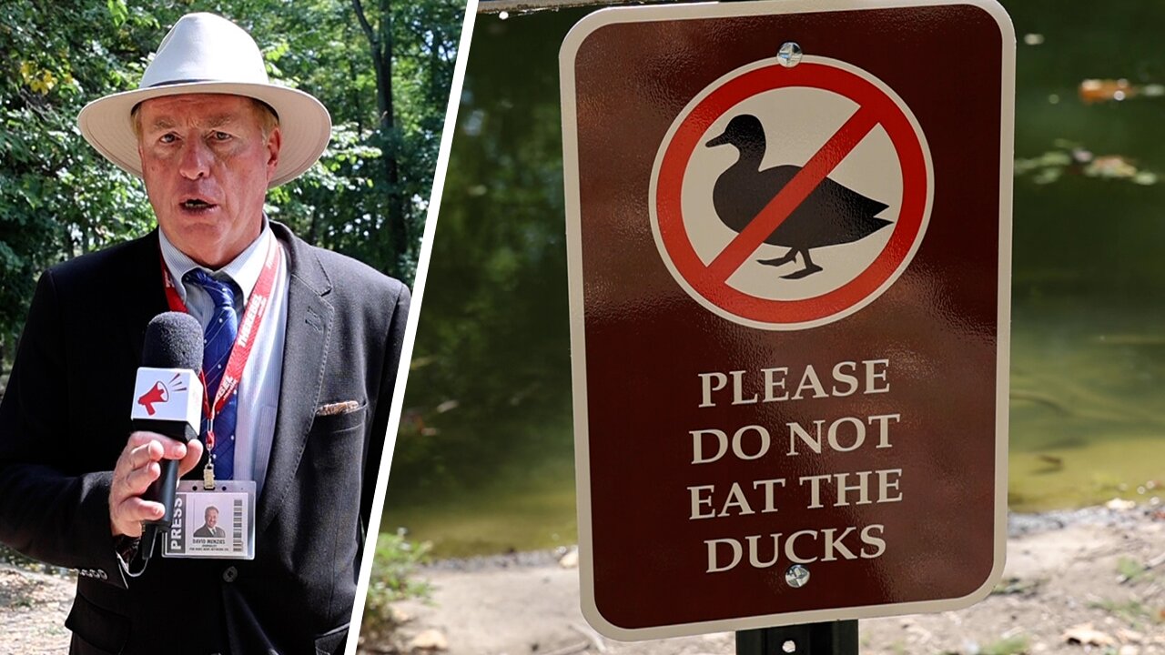 City takes down 'Please do not eat the ducks' sign put up in Springfield park