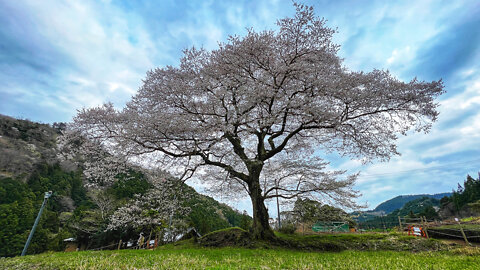 A Sakura de 300 Anos