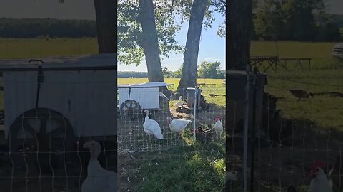 livin our best fall life in Louisiana #falsefall #shorts #video #homestead #farm #we happy