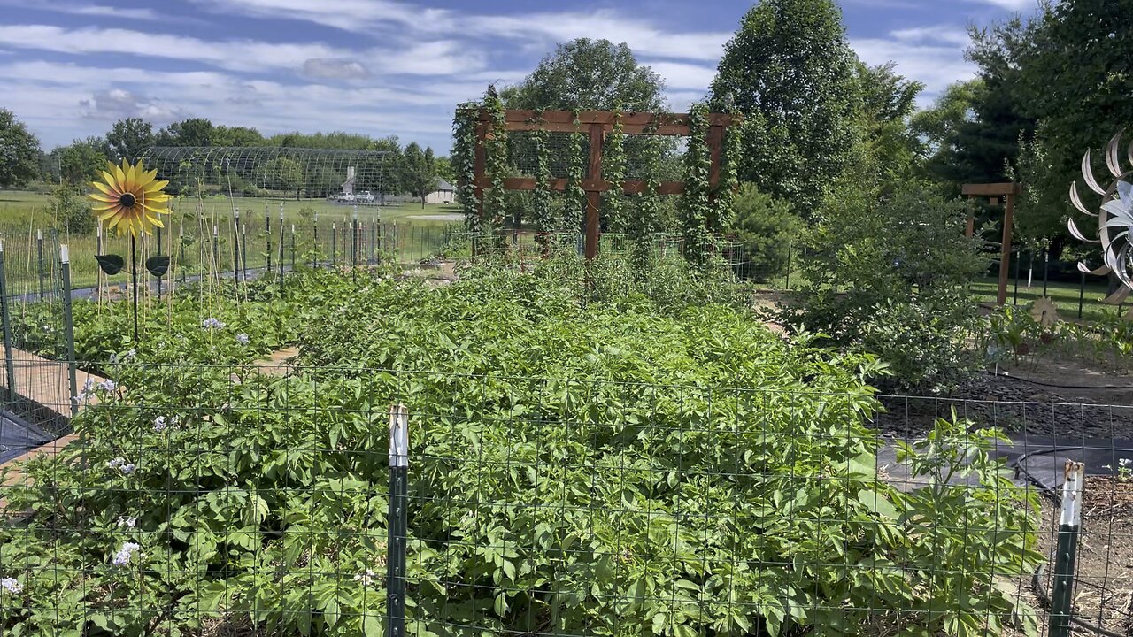 Garden Update June 9 2024