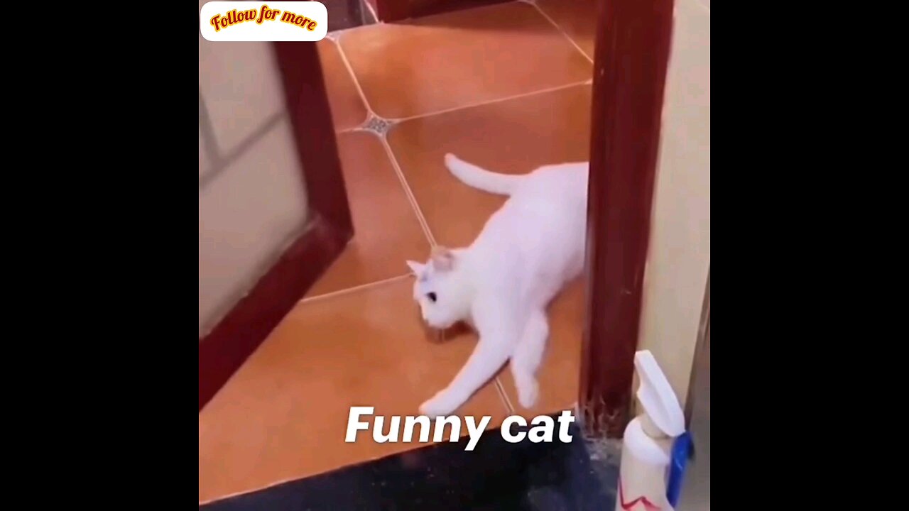 Very funny cute cat 🤣 trending video