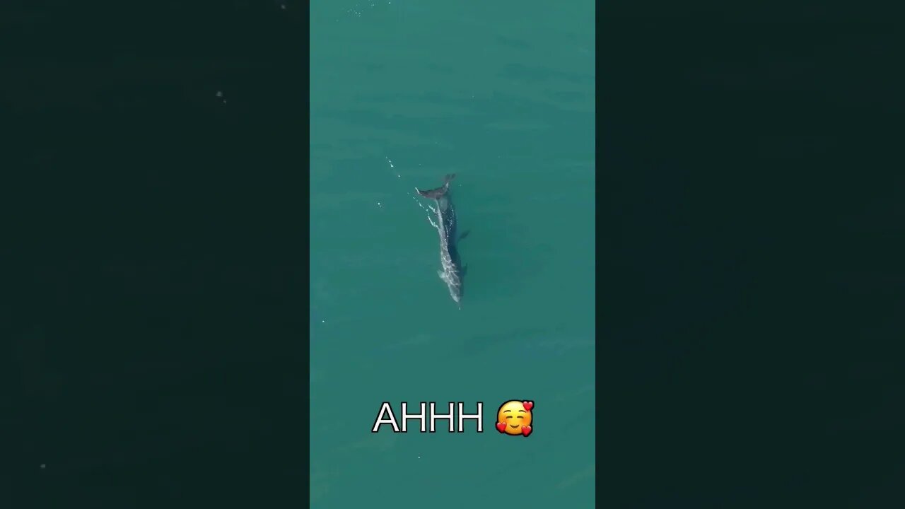 Dolphins | The great war | Drone spotting #fishing #lifestyle #fish #catchandrelease #outdoors
