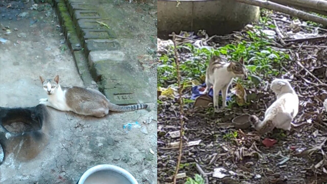 Two Cat Fightig on My Nearest Home