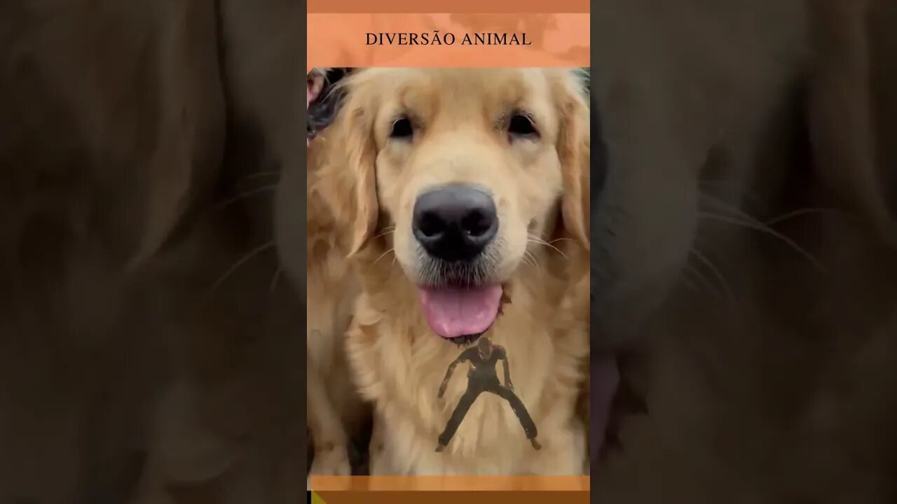 animais engraçados (cães e gatos) fofos fazendo coisas fofura😋@ScanPlay 😋 13/12/2022 ⬇️