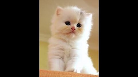 Funny animals The short funny videos with cats, dogs and other animals