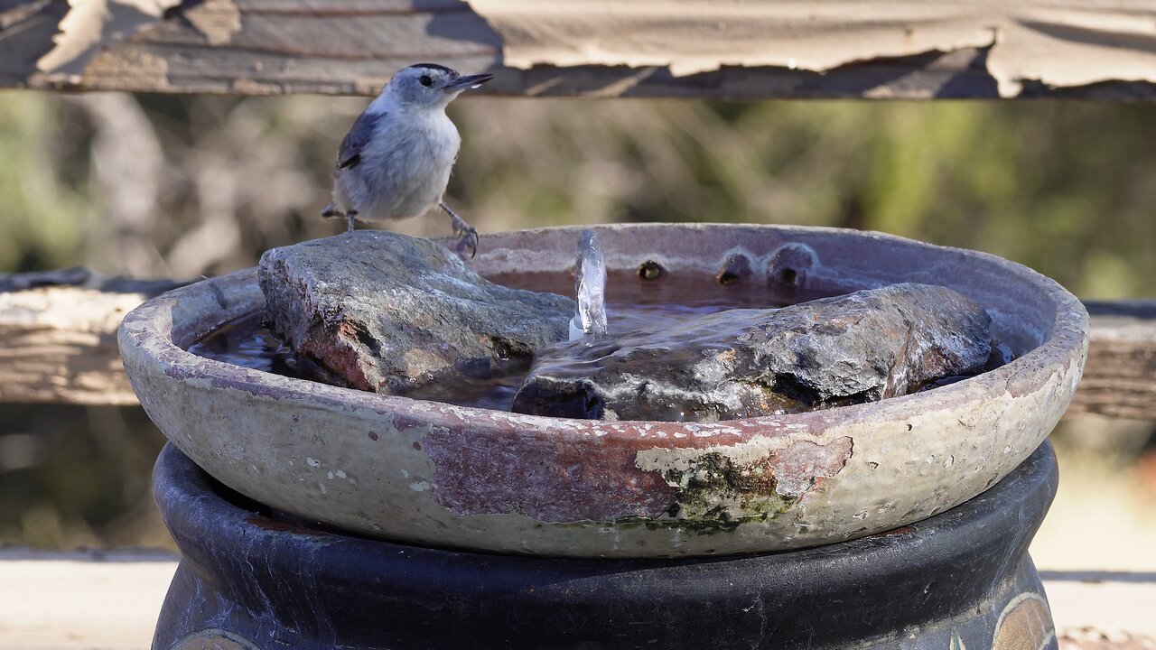 Birdwatching from just our deck