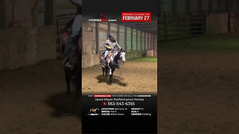 "ℂℝ𝔼𝔼𝔻" - Gorgeous Paint Gelding - Flashy, great handle and is exceptional on the trails/ranch!
