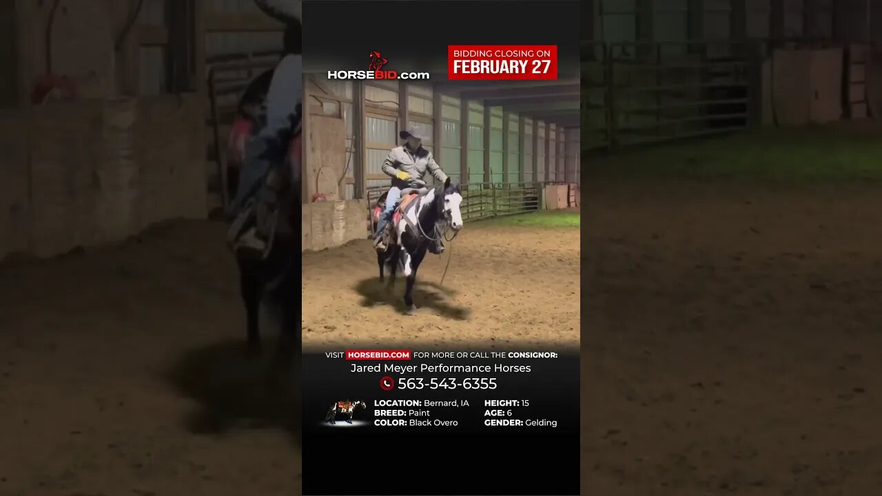 "ℂℝ𝔼𝔼𝔻" - Gorgeous Paint Gelding - Flashy, great handle and is exceptional on the trails/ranch!