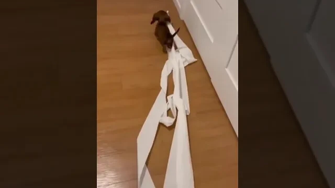 Cute and Adorable Puppy Playing in the House #puppies #pets #pethouse #puppyplaying #dogs
