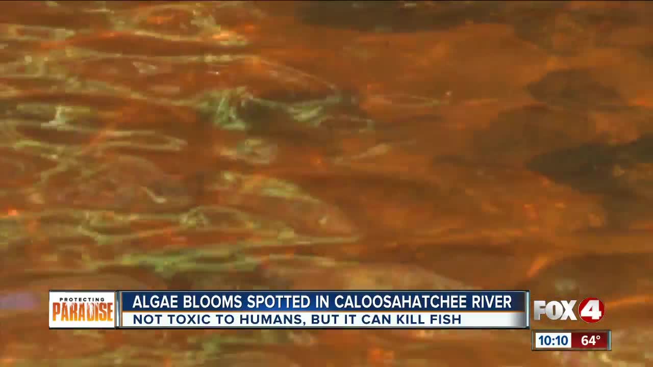 Experts say algae bloom spotted in Caloosahatchee not harmful to humans