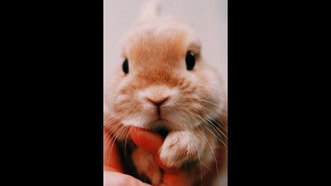 The cutest bunny in the world