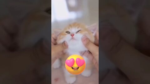 Cute adorable kitten meow