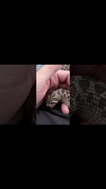 Cinder Outside Continued (A Western Hognose Snake Short) #westernhognose #cutesnake #pets