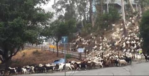 ‘Avalanche’ of goats halts traffic in California