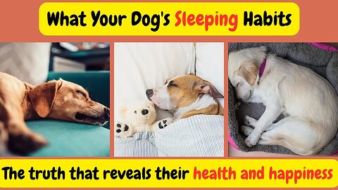 What Your Dog's Sleeping Habits Reveal About Their Health and Happiness