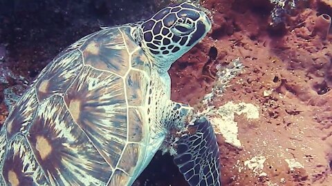 The beauties of turtles in the sea