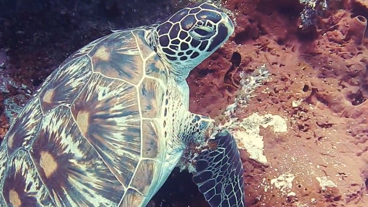 The beauties of turtles in the sea