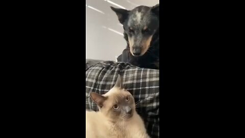 cat scared of dog