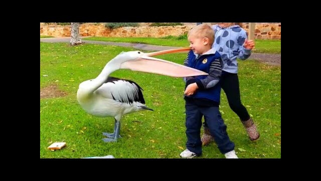 Battle Of Funny Baby vs Animals-TRY NOT TO LAUGH