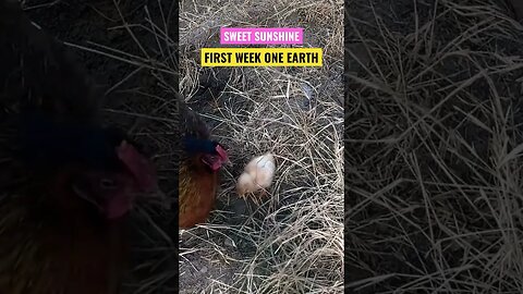 30 SECONDS OF SIMPLE🐣🦋#shortsfeed #goodvibes #babychicken #simplelife