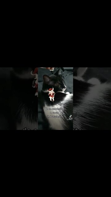 cam pute a handel #bucuresti #cacat #pute #acur #handel #jmek #caras #mapish #respirpecur