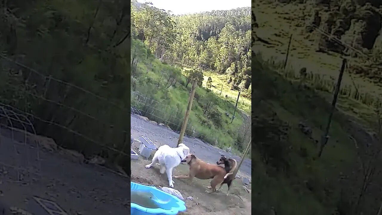 Maremma pup playing with farm dogs