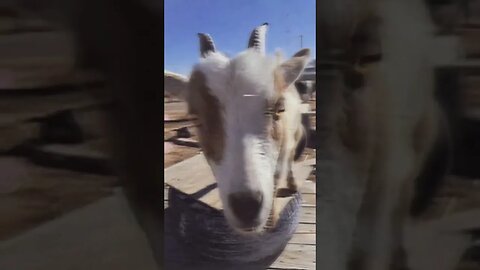 sapphire says hi #goats #shorts #fun #farmlife #animals #pets #animals #love