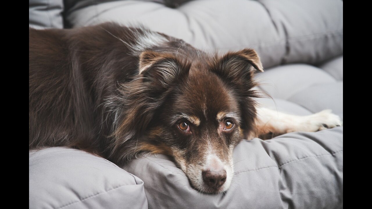 Teach your dogs how to protect objects and family or friends