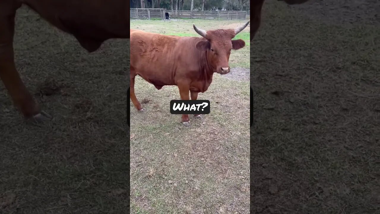 Cows morning feed! #cow #cows #cattle #cattlefarm #tomhardy #shorts