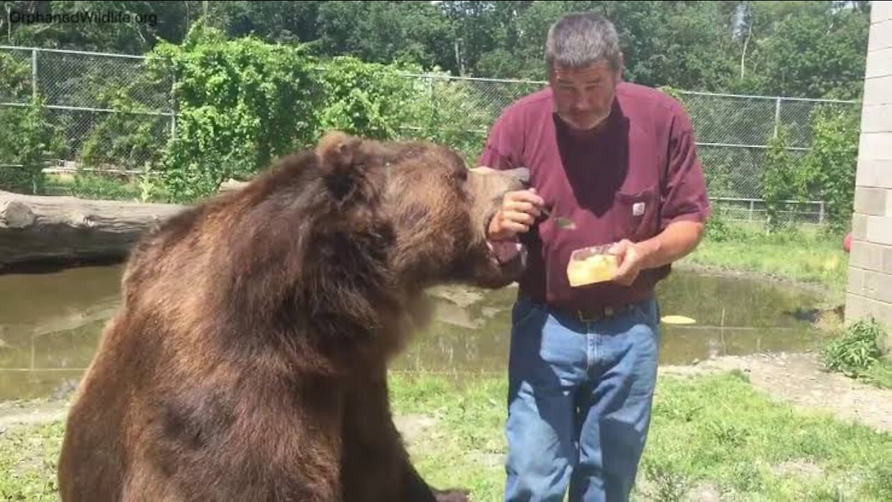 Jimbo and Leo eating honeycomb | Bayzid Point