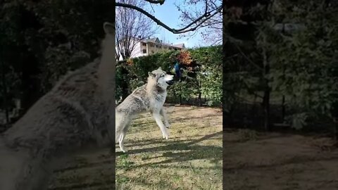 Lobo Pegando Isca na Arvore #shorts