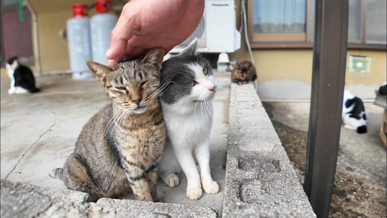 I met a friendly pair of cats in a fishing port town.