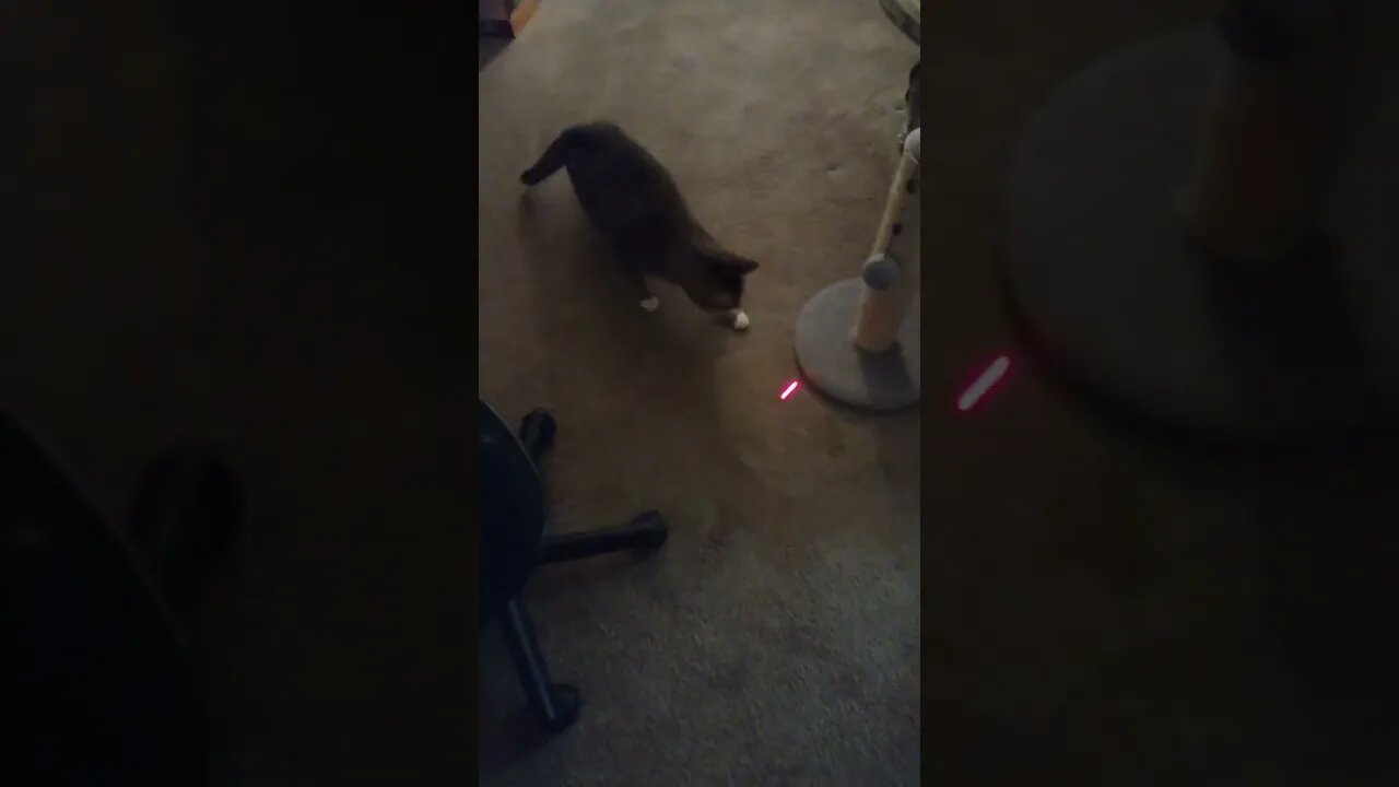 cat chasing laser pointer