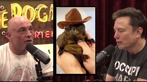 Elon Musk: Americans Should Mobilize in Response to Execution of Peanut the Squirrel
