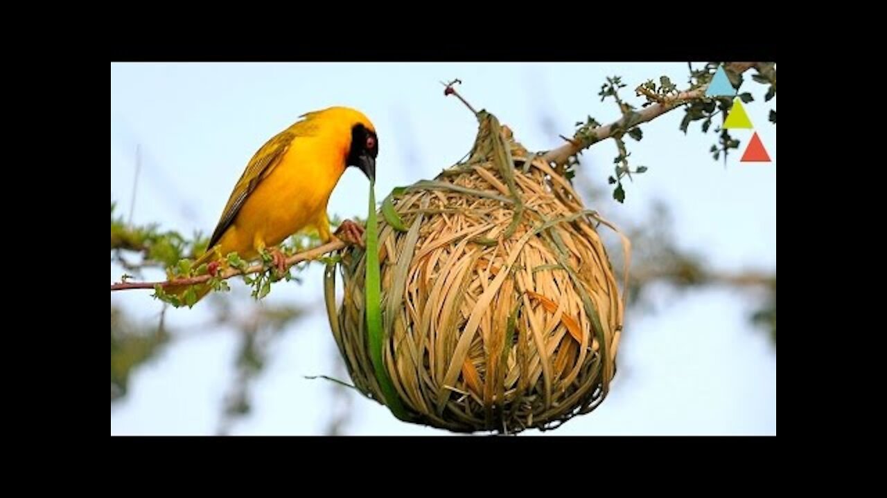 amazing nests in the animal world