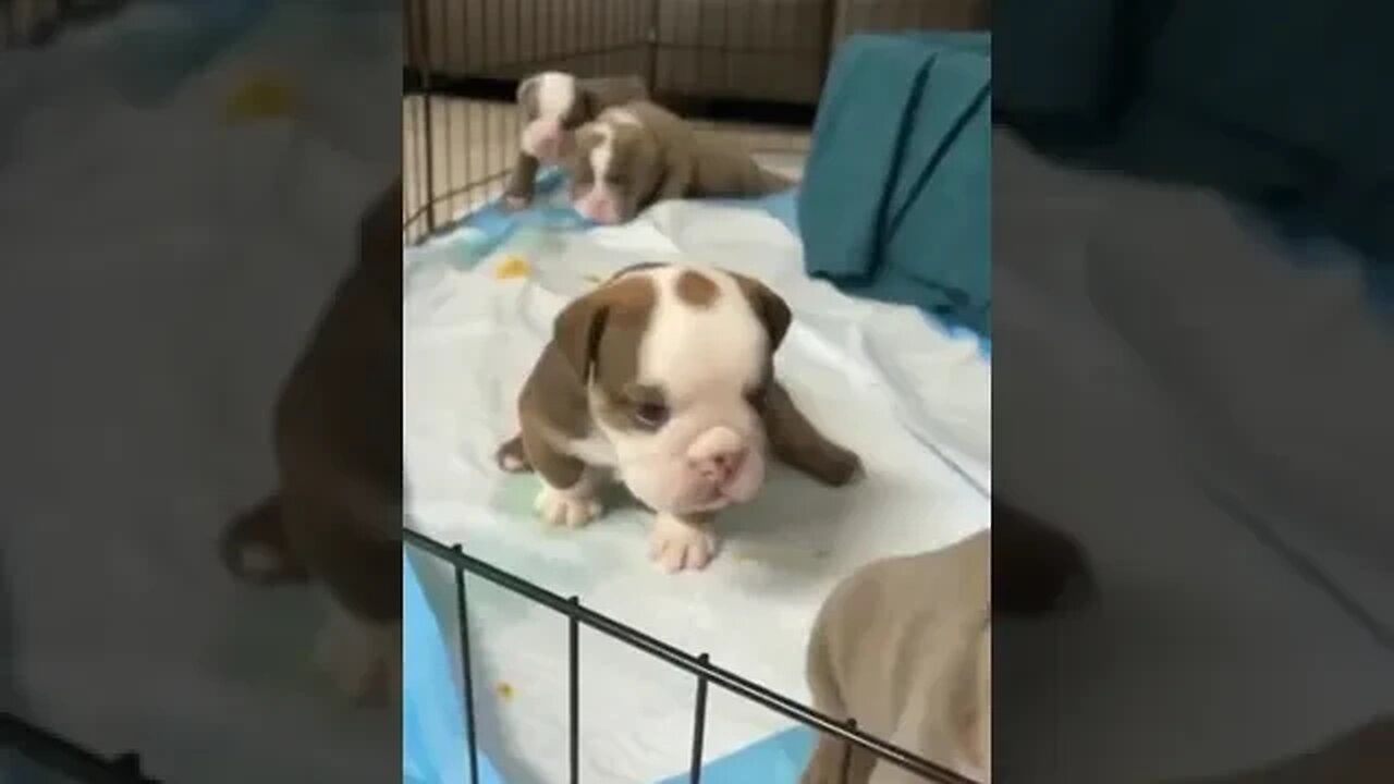 Awwwwwww 😍 🥰 😘 How Cute !!! Cutest Puppies #petvideos #cutepuppies