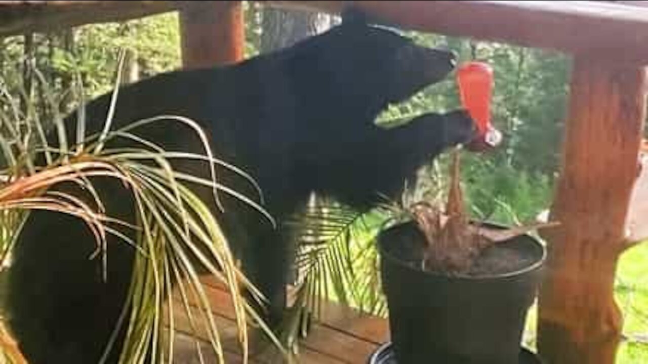 Urso invade varanda para verificar alimentador de pássaros