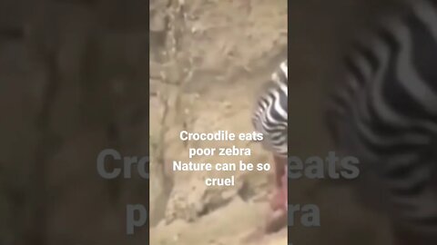 zebra gets eaten by a group of crocodiles graphic content