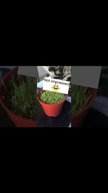 Wait until you see what it looks like on day 4!! #shorts