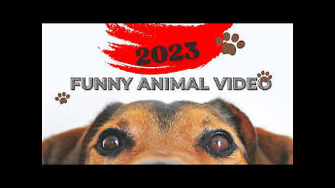 Funny animal video