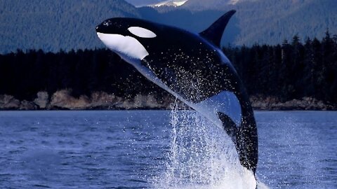 Awesome Wild Orca Killer Whales Swimming in HD - Great Video Compilation