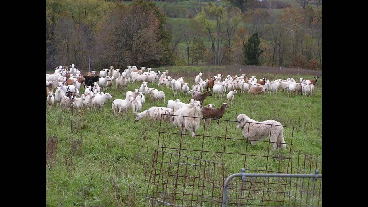 Sheep strip grazing with 1 hot wire with 2 day moves.