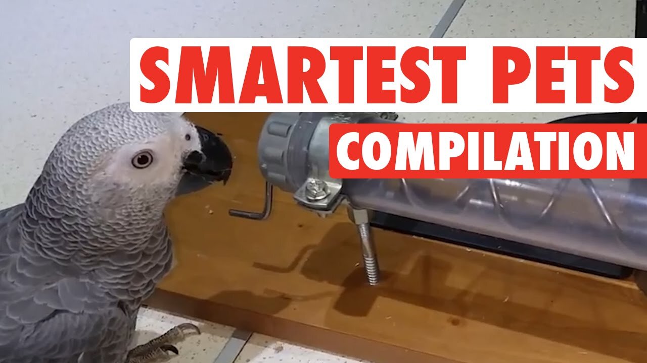 Smartest Pets Ever || Super Smart Pets Compilation