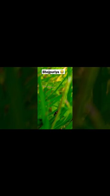 fun 😂😘 #youtubeshorts #shorts #youtube #shortvideo #shortyoutube