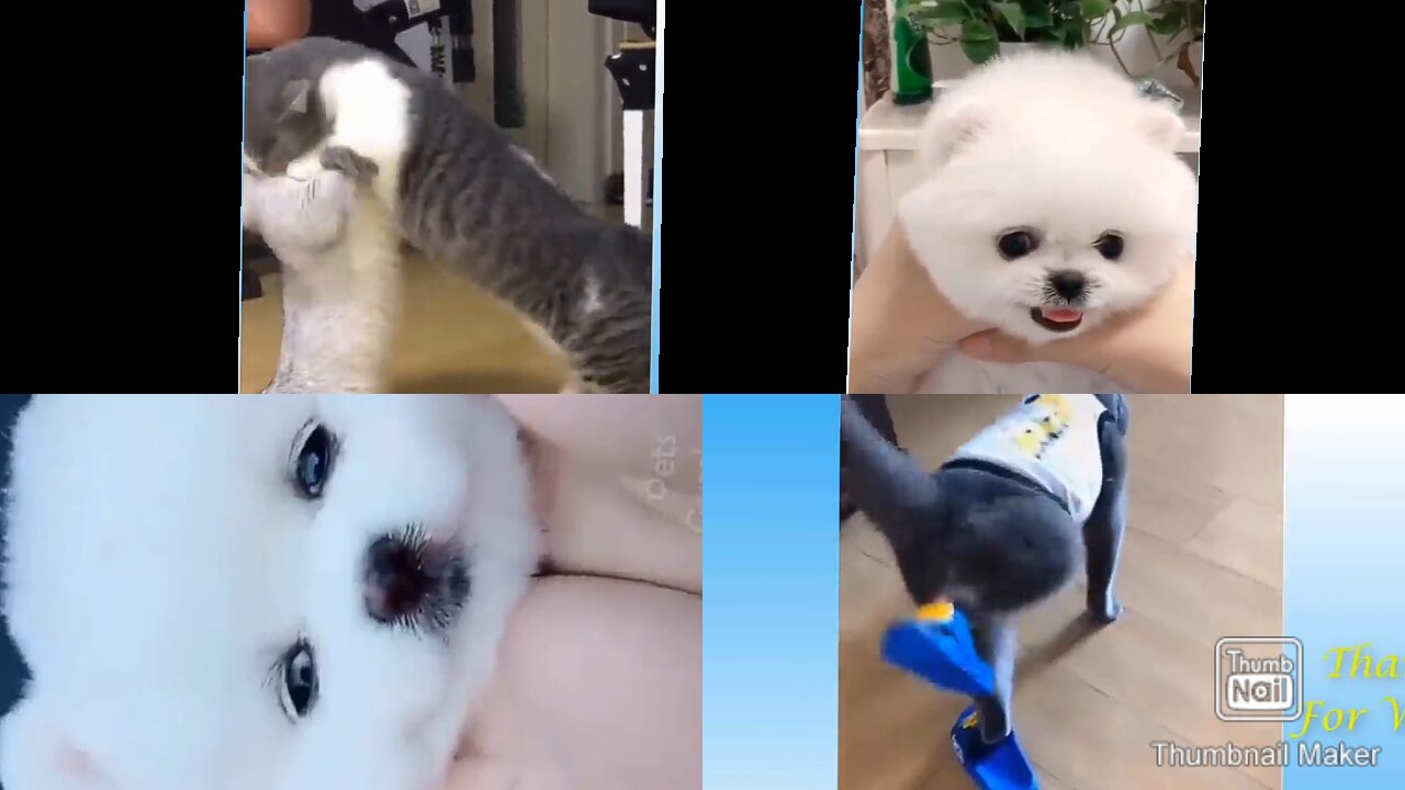 Funny and cute 🐈 cat life video cat 🐈 video with owner amazing video