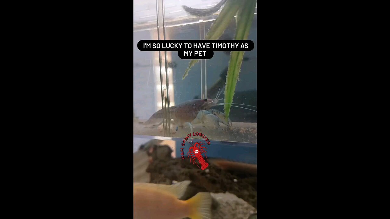 my pet lobster