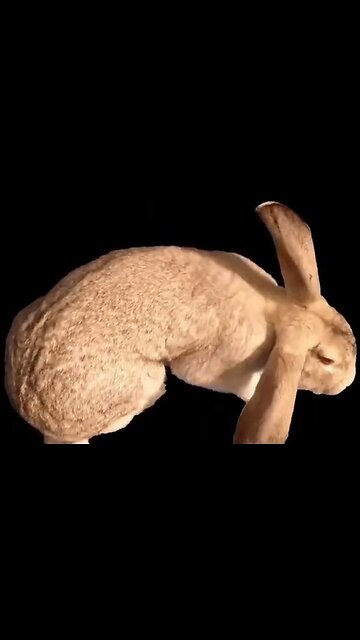 Rabbits make a weird chirping sound when happy