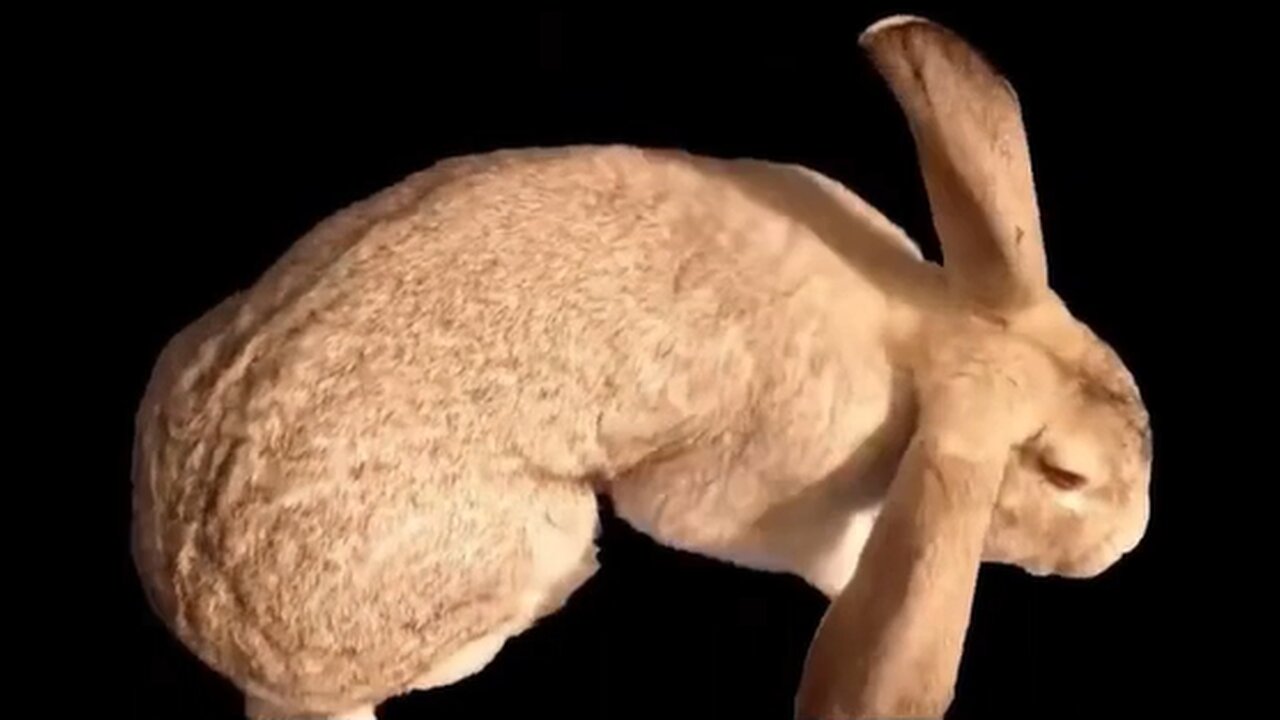Rabbits make a weird chirping sound when happy