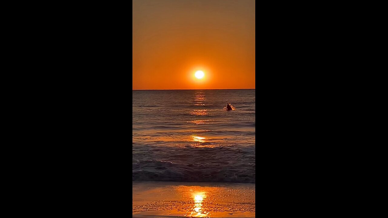 Livestream Replay - Dolphins Jumping Sunset!