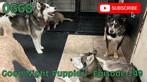 [0668] GOOD NIGHT PUPPIES - EPISODE 249 [#dogs #doggos #doggies #puppies #dogdaycare]